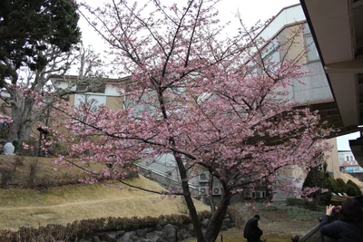 Kawazu - Photo 5