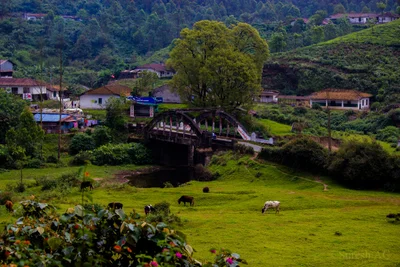 Munnar - Photo 4