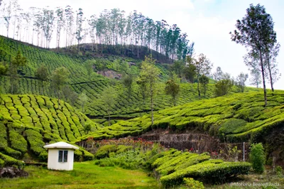 Munnar - Photo 5