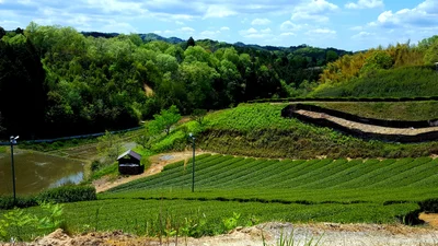 Wazuka - Photo 2