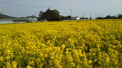 Tahara - Photo 5