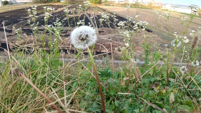 Koryo - Photo 3