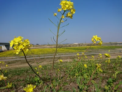 Meiwa - Photo 4