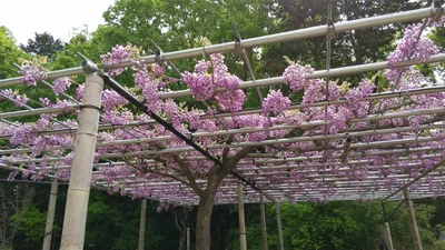 Tsu - Photo 2