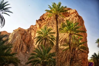 Tamerza - Photo 4