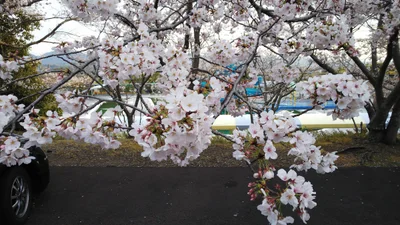 Miki - Photo 5