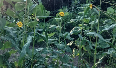 Cullman County - Photo 5