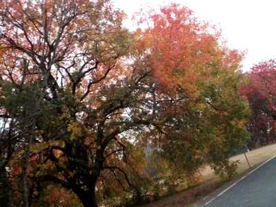 Greenwood - Photo 2