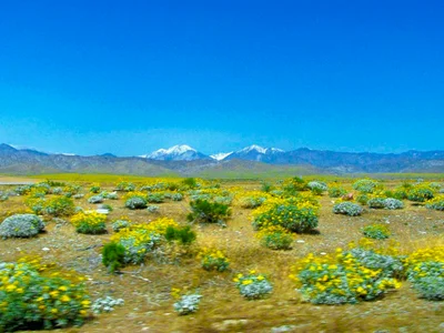 Morongo Valley - Photo 4