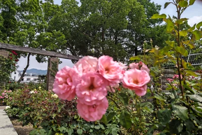 Rosa - Photo 2