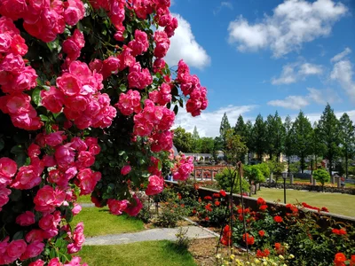 Rosa - Photo 4