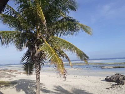 Pemba - Photo 2