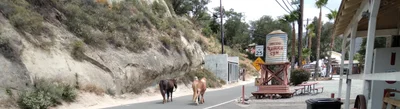 Trabuco Canyon - Photo 5