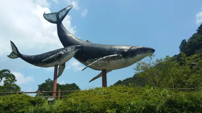 Taiji - Photo 5
