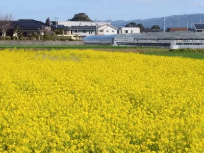 Tachiarai - Photo 5