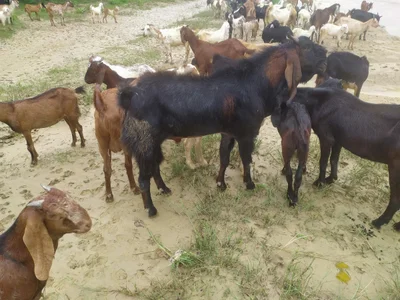 Jigzhi County - Photo 4