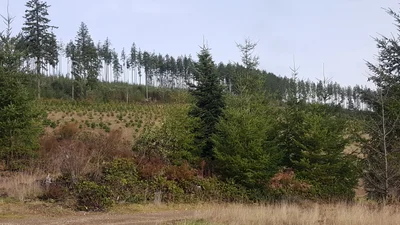 Belfair - Photo 3