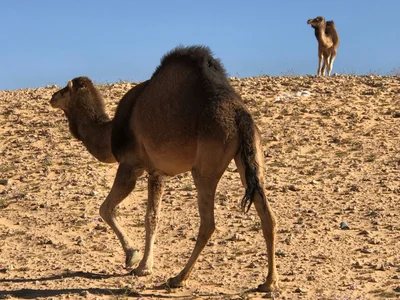Hassi Messaoud - Photo 2