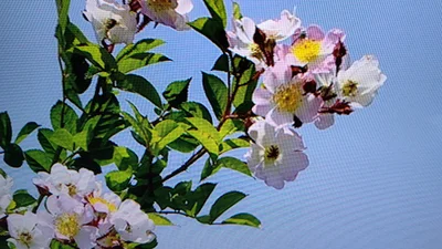 Nishiki - Photo 3