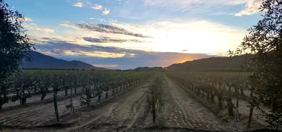 Francisco Zarco (Valle de Guadalupe) - Photo 3