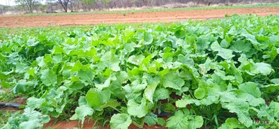 Selebi Phikwe - Photo 3