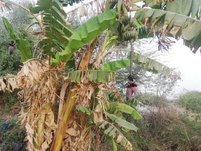 Baga-Sola - Photo 2