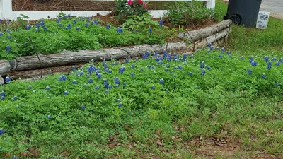 Bastrop County - Photo 4