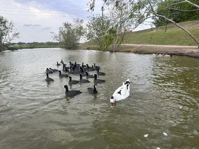 Harris County - Photo 4