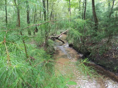 Alachua County - Photo 2