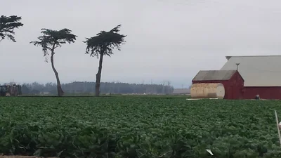 Castroville - Photo 4