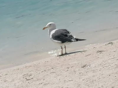 Isla Coronado - Photo 5