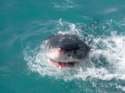 Guadalupe Island - Photo 2