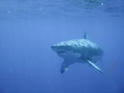 Guadalupe Island - Photo 5