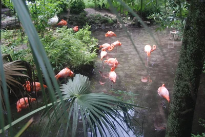 Homosassa Springs - Photo 2