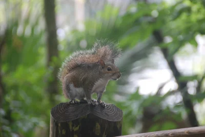 Homosassa Springs - Photo 3