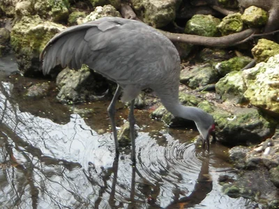 Homosassa Springs - Photo 4