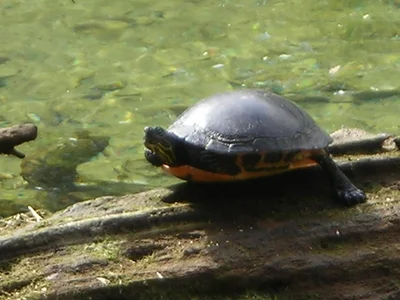 Homosassa Springs - Photo 5