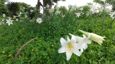 Kikai - Photo 5