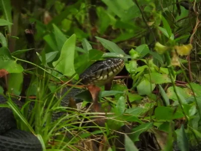 Hillsborough County - Photo 5
