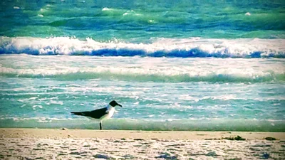 Redington Shores - Photo 5