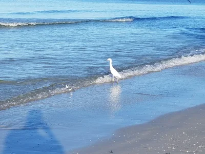 North Redington Beach - Photo 4