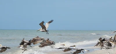Sanibel - Photo 4