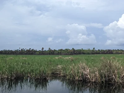 Big Cypress - Photo 4