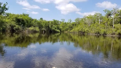 Big Cypress - Photo 5