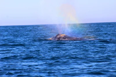 Magdalena Bay - Photo 2