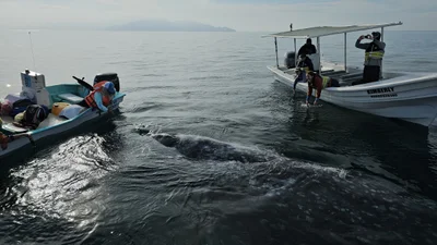 Magdalena Bay - Photo 4