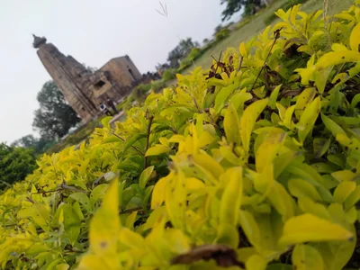 Shahdol - Photo 4