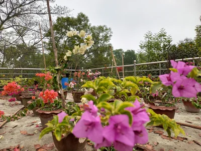 Madhukhali - Photo 4