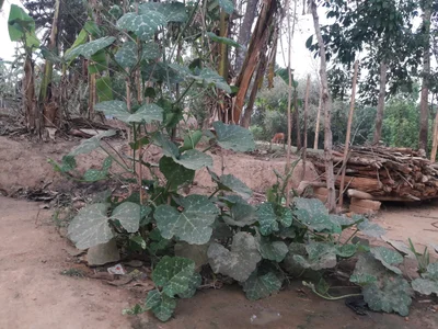 Rajnagar - Photo 2