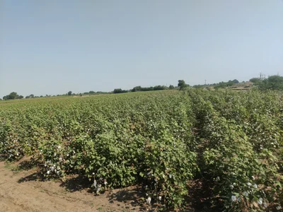 Meghpar (Kumbhardi) - Photo 4